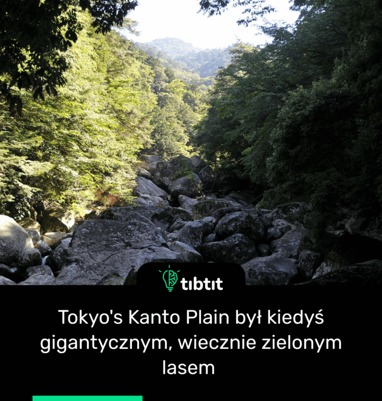 Tokyo's Kanto Plain był kiedyś gigantycznym, wiecznie zielonym lasem