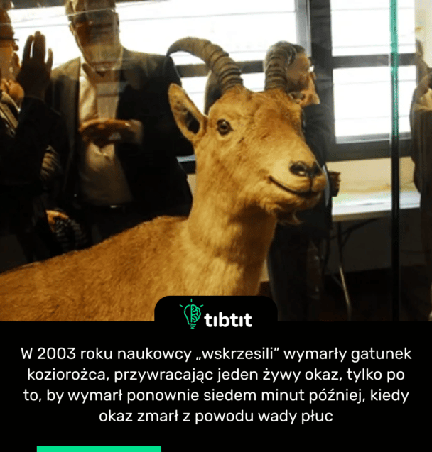 W 2003 roku naukowcy „wskrzesili” wymarły gatunek koziorożca, przywracając jeden żywy okaz, tylko po to, by wymarł ponownie siedem minut później, kiedy okaz zmarł z powodu wady płuc