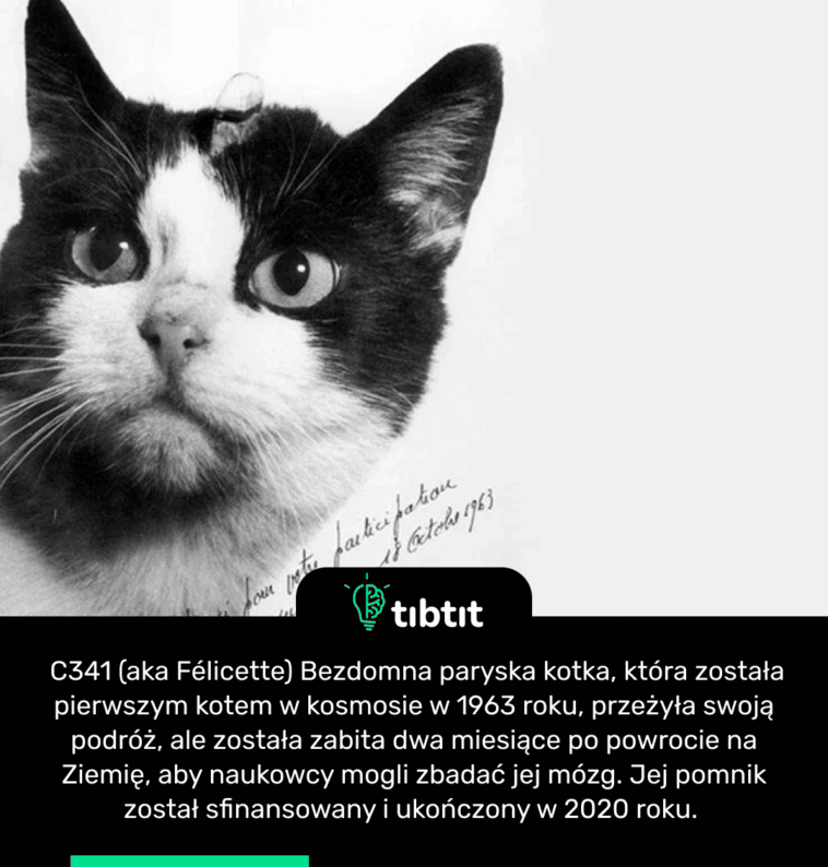 C341 (aka Félicette) Bezdomna paryska kotka, która została pierwszym kotem w kosmosie w 1963 roku, przeżyła swoją podróż, ale została zabita dwa miesiące po powrocie na Ziemię, aby naukowcy mogli zbadać jej mózg. Jej pomnik został sfinansowany i ukończony w 2020 roku.