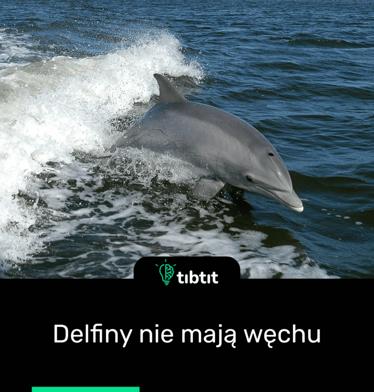 Delfiny nie mają węchu
