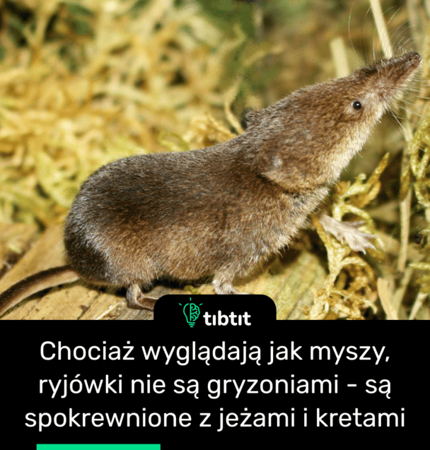 Chociaż wyglądają jak myszy, ryjówki nie są gryzoniami - są spokrewnione z jeżami i kretami