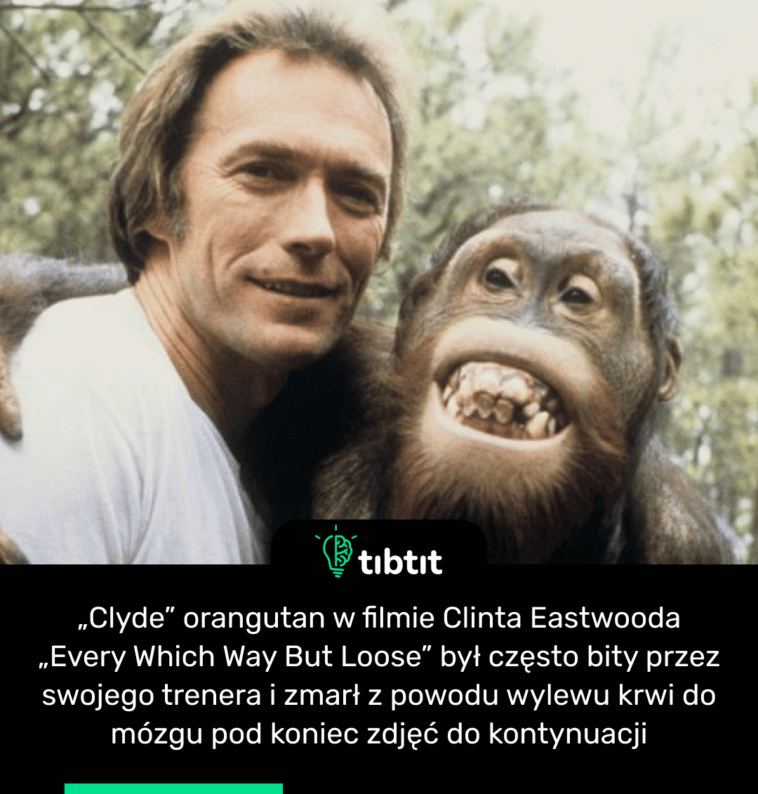 „Clyde” orangutan w filmie Clinta Eastwooda „Every Which Way But Loose” był często bity przez swojego trenera i zmarł z powodu wylewu krwi do mózgu pod koniec zdjęć do kontynuacji