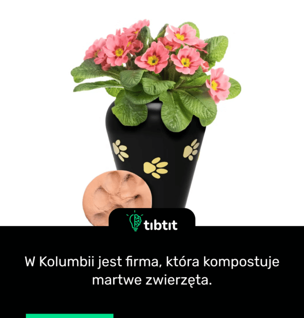 W Kolumbii jest firma, która kompostuje martwe zwierzęta.