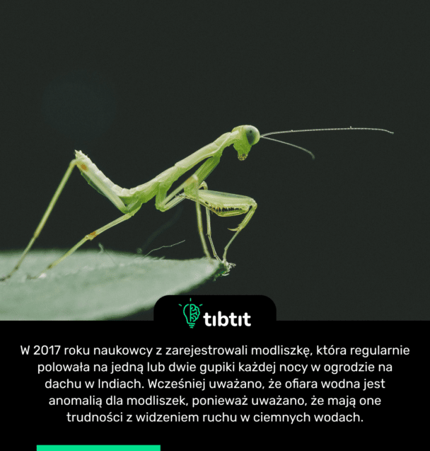 W 2017 roku naukowcy z zarejestrowali modliszkę, która regularnie polowała na jedną lub dwie gupiki każdej nocy w ogrodzie na dachu w Indiach. Wcześniej uważano, że ofiara wodna jest anomalią dla modliszek, ponieważ uważano, że mają one trudności z widzeniem ruchu w ciemnych wodach.