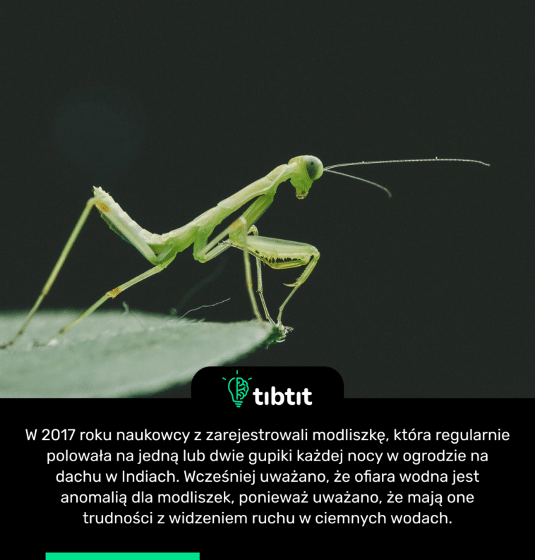 W 2017 roku naukowcy z zarejestrowali modliszkę, która regularnie polowała na jedną lub dwie gupiki każdej nocy w ogrodzie na dachu w Indiach. Wcześniej uważano, że ofiara wodna jest anomalią dla modliszek, ponieważ uważano, że mają one trudności z widzeniem ruchu w ciemnych wodach.