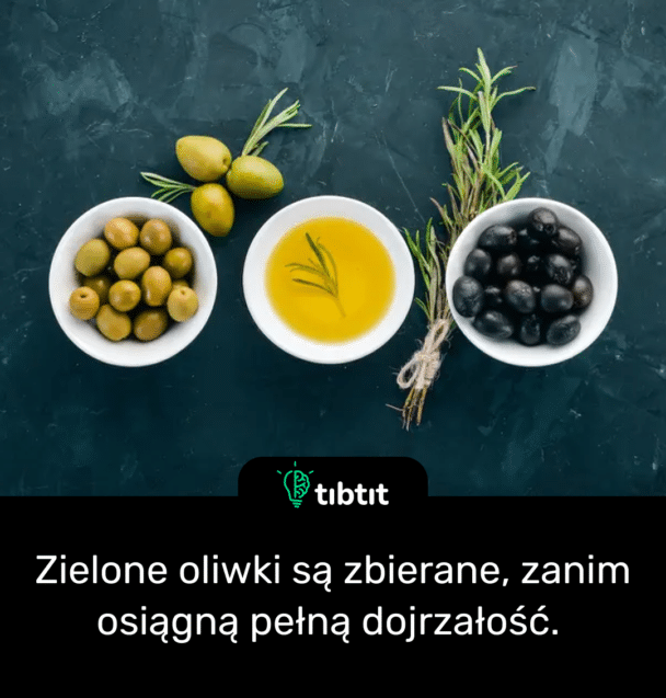 Zielone oliwki są zbierane, zanim osiągną pełną dojrzałość.