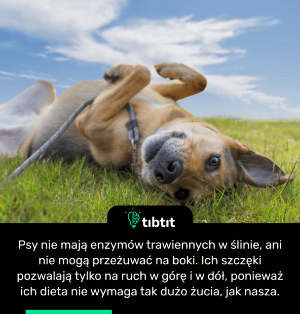 Psy nie mają enzymów trawiennych w ślinie, ani nie mogą przeżuwać na boki. Ich szczęki pozwalają tylko na ruch w górę i w dół, ponieważ ich dieta nie wymaga tak dużo żucia, jak nasza.