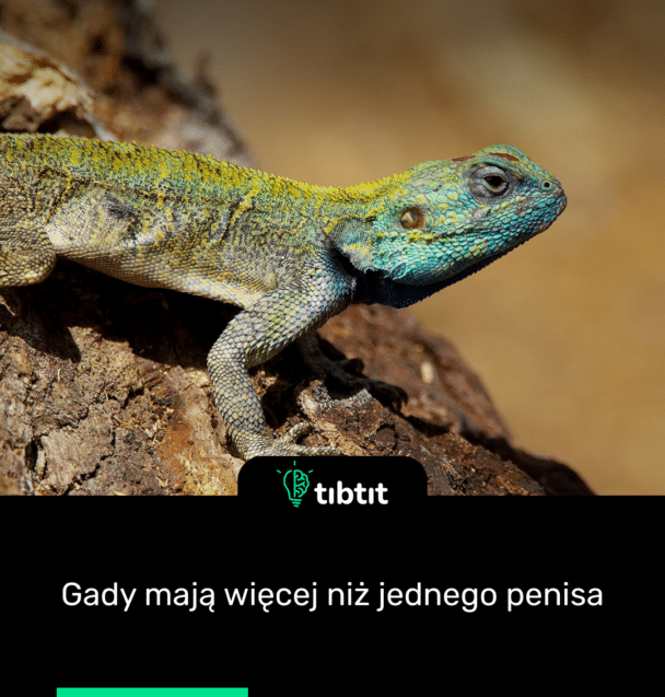 Gady mają więcej niż jednego penisa
