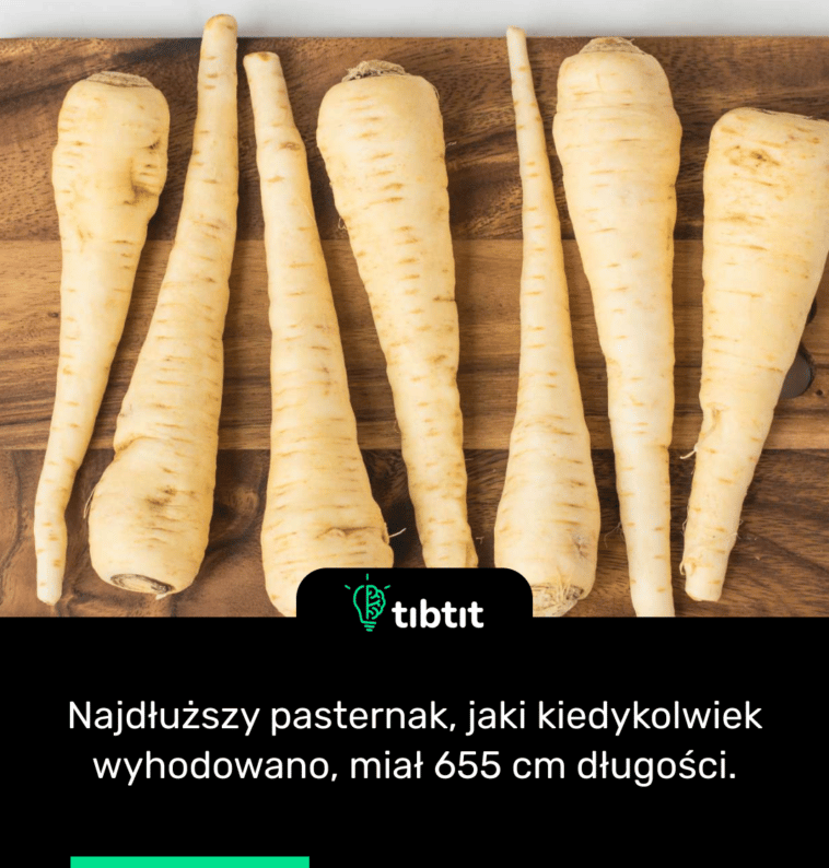 Najdłuższy pasternak, jaki kiedykolwiek wyhodowano, miał 655 cm długości.
