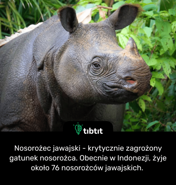 Nosorożec jawajski - krytycznie zagrożony gatunek nosorożca. Obecnie w Indonezji, żyje około 76 nosorożców jawajskich.