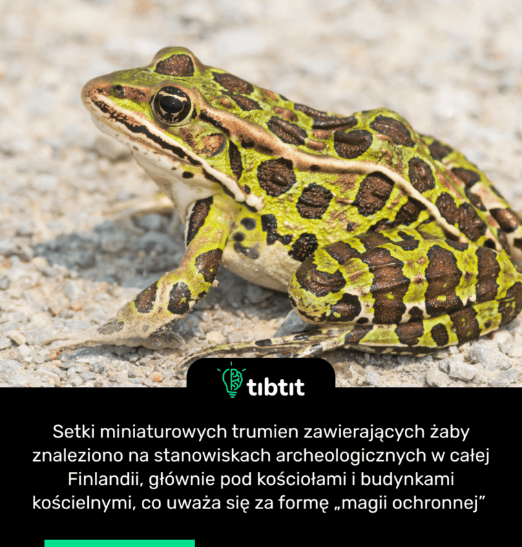 Setki miniaturowych trumien zawierających żaby znaleziono na stanowiskach archeologicznych w całej Finlandii, głównie pod kościołami i budynkami kościelnymi, co uważa się za formę „magii ochronnej”