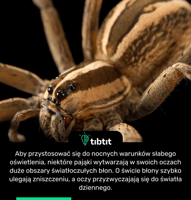 Aby przystosować się do nocnych warunków słabego oświetlenia, niektóre pająki wytwarzają w swoich oczach duże obszary światłoczułych błon. O świcie błony szybko ulegają zniszczeniu, a oczy przyzwyczajają się do światła dziennego.