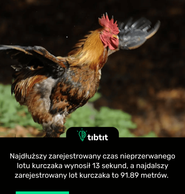 Najdłuższy zarejestrowany czas nieprzerwanego lotu kurczaka wynosił 13 sekund, a najdalszy zarejestrowany lot kurczaka to 91.89 metrów.