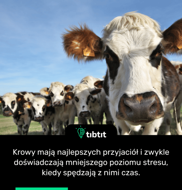 Krowy mają najlepszych przyjaciół i zwykle doświadczają mniejszego poziomu stresu, kiedy spędzają z nimi czas.