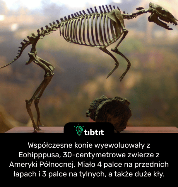 Współczesne konie wyewoluowały z Eohipppusa, 30-centymetrowe zwierze z Ameryki Północnej. Miało 4 palce na przednich łapach i 3 palce na tylnych, a także duże kły.