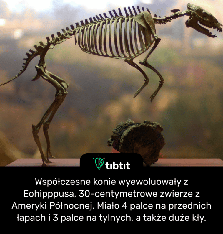 Współczesne konie wyewoluowały z Eohipppusa, 30-centymetrowe zwierze z Ameryki Północnej. Miało 4 palce na przednich łapach i 3 palce na tylnych, a także duże kły.
