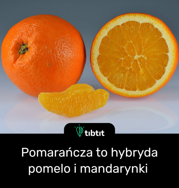 Pomarańcza to hybryda pomelo i mandarynki