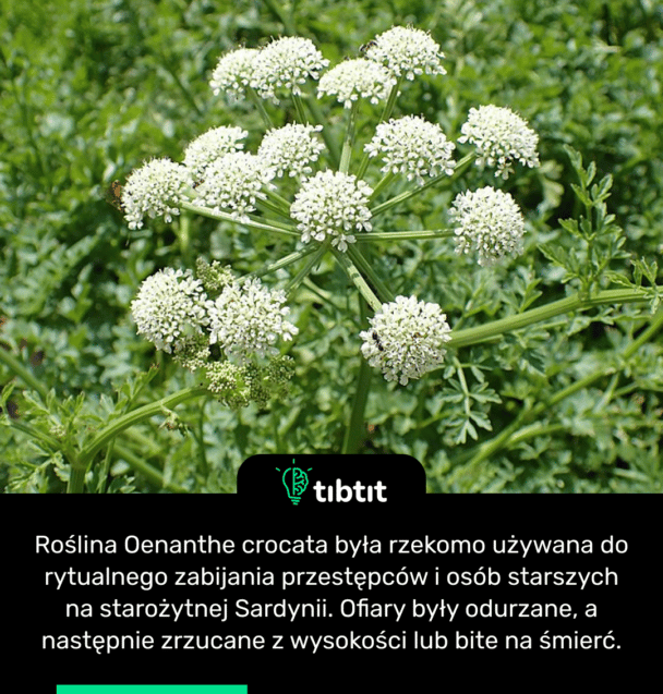 Roślina Oenanthe crocata była rzekomo używana do rytualnego zabijania przestępców i osób starszych na starożytnej Sardynii. Ofiary były odurzane, a następnie zrzucane z wysokości lub bite na śmierć.