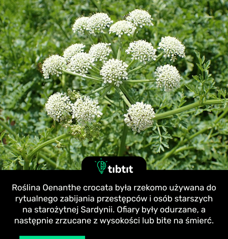Roślina Oenanthe crocata była rzekomo używana do rytualnego zabijania przestępców i osób starszych na starożytnej Sardynii. Ofiary były odurzane, a następnie zrzucane z wysokości lub bite na śmierć.