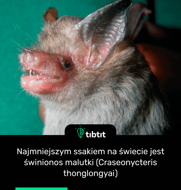 Najmniejszym ssakiem na świecie jest świnionos malutki (Craseonycteris thonglongyai)