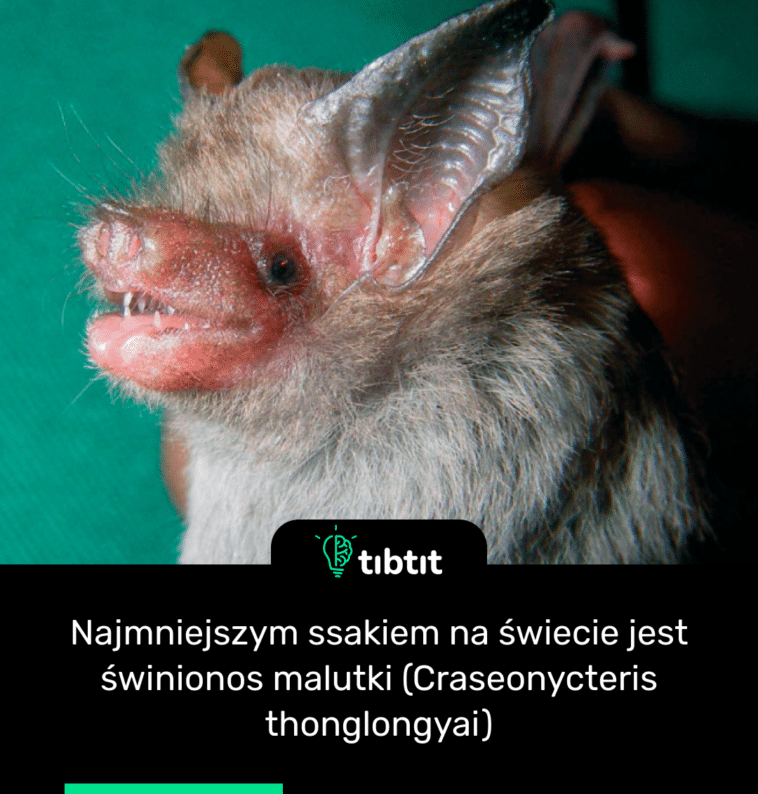 Najmniejszym ssakiem na świecie jest świnionos malutki (Craseonycteris thonglongyai)