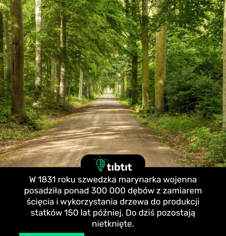 W 1831 roku szwedzka marynarka wojenna posadziła ponad 300 000 dębów z zamiarem ścięcia i wykorzystania drzewa do produkcji statków 150 lat później. Do dziś pozostają nietknięte.