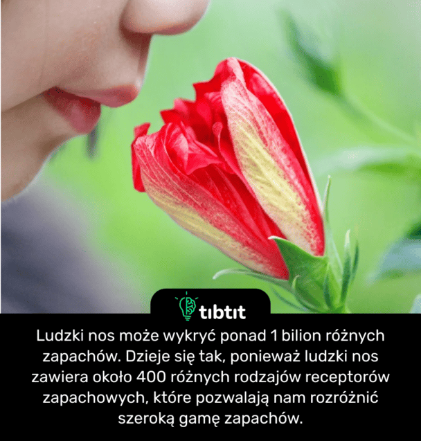 Ludzki nos może wykryć ponad 1 bilion różnych zapachów. Dzieje się tak, ponieważ ludzki nos zawiera około 400 różnych rodzajów receptorów zapachowych, które pozwalają nam rozróżnić szeroką gamę zapachów.