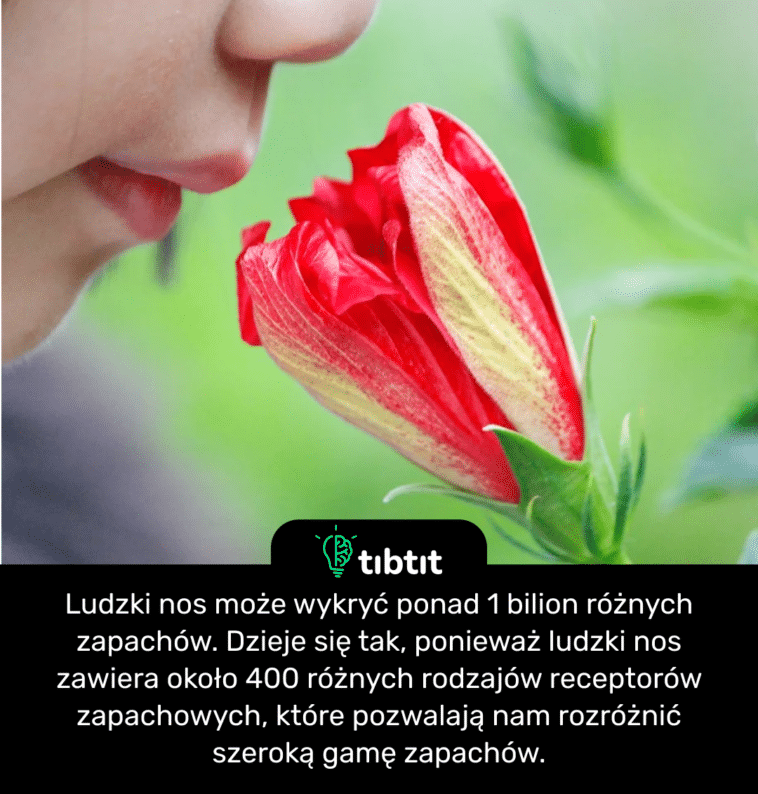 Ludzki nos może wykryć ponad 1 bilion różnych zapachów. Dzieje się tak, ponieważ ludzki nos zawiera około 400 różnych rodzajów receptorów zapachowych, które pozwalają nam rozróżnić szeroką gamę zapachów.