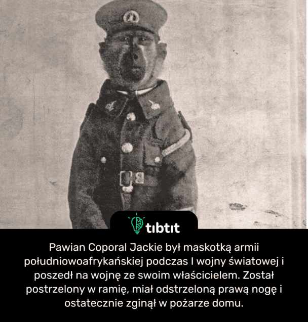 Pawian Coporal Jackie był maskotką armii południowoafrykańskiej podczas I wojny światowej i poszedł na wojnę ze swoim właścicielem. Został postrzelony w ramię, miał odstrzeloną prawą nogę i ostatecznie zginął w pożarze domu.