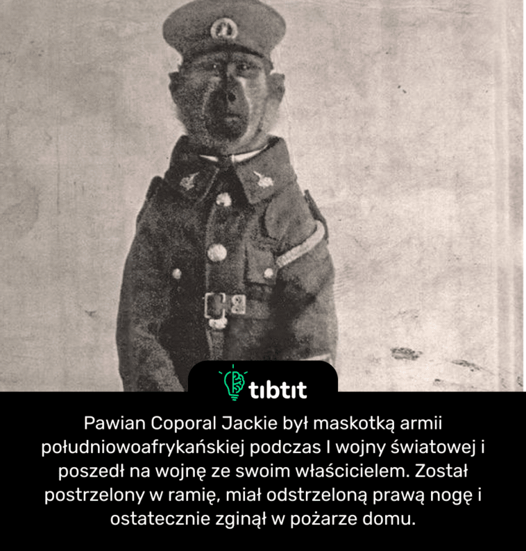 Pawian Coporal Jackie był maskotką armii południowoafrykańskiej podczas I wojny światowej i poszedł na wojnę ze swoim właścicielem. Został postrzelony w ramię, miał odstrzeloną prawą nogę i ostatecznie zginął w pożarze domu.