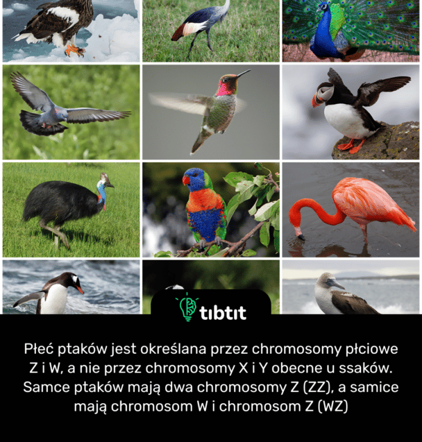 Płeć ptaków jest określana przez chromosomy płciowe Z i W, a nie przez chromosomy X i Y obecne u ssaków. Samce ptaków mają dwa chromosomy Z (ZZ), a samice mają chromosom W i chromosom Z (WZ)