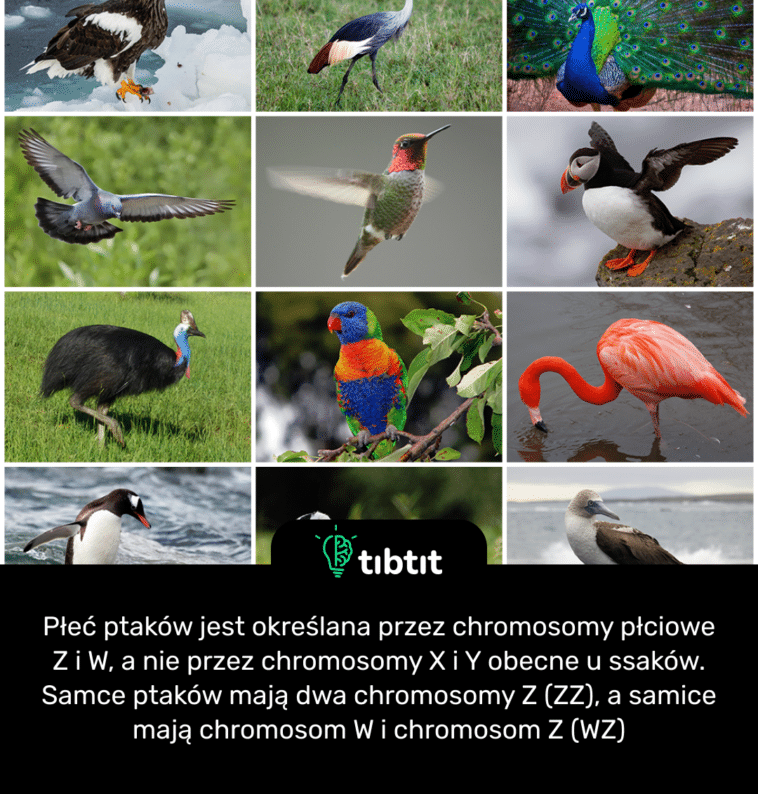 Płeć ptaków jest określana przez chromosomy płciowe Z i W, a nie przez chromosomy X i Y obecne u ssaków. Samce ptaków mają dwa chromosomy Z (ZZ), a samice mają chromosom W i chromosom Z (WZ)