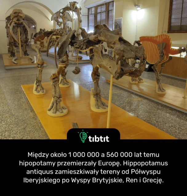 Między około 1 000 000 a 560 000 lat temu hipopotamy przemierzały Europę. Hippopotamus antiquus zamieszkiwały tereny od Półwyspu Iberyjskiego po Wyspy Brytyjskie, Ren i Grecję.