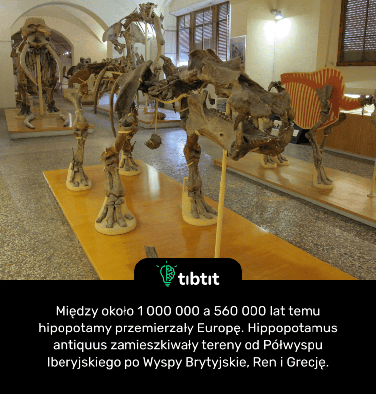 Między około 1 000 000 a 560 000 lat temu hipopotamy przemierzały Europę. Hippopotamus antiquus zamieszkiwały tereny od Półwyspu Iberyjskiego po Wyspy Brytyjskie, Ren i Grecję.