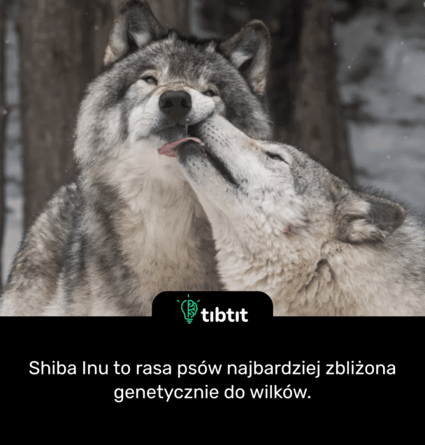Shiba Inu to rasa psów najbardziej zbliżona genetycznie do wilków.