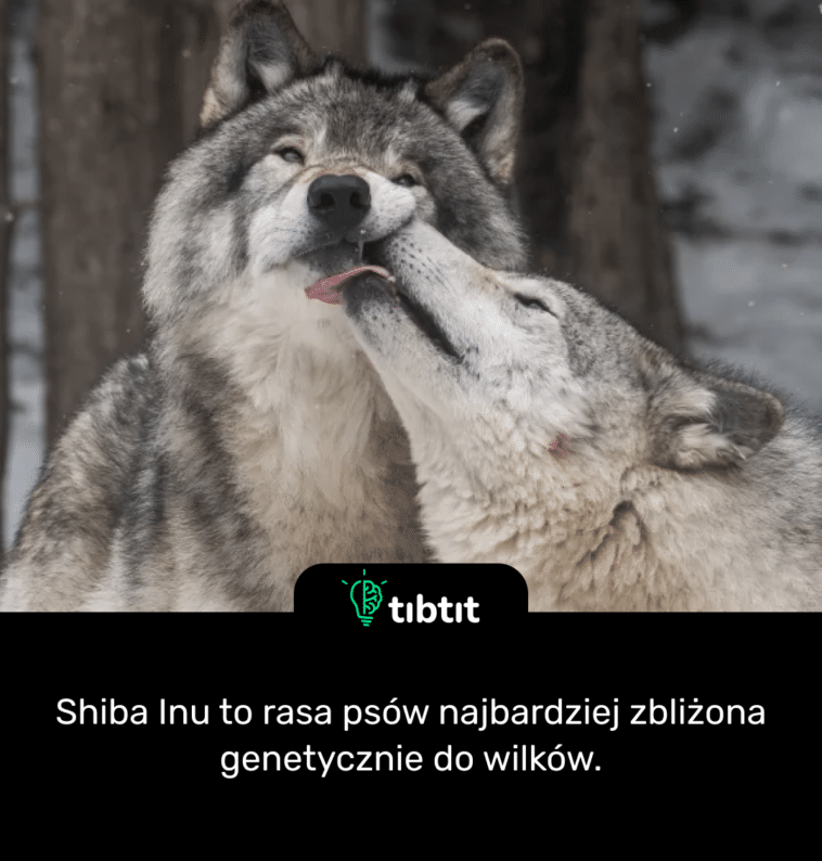 Shiba Inu to rasa psów najbardziej zbliżona genetycznie do wilków.