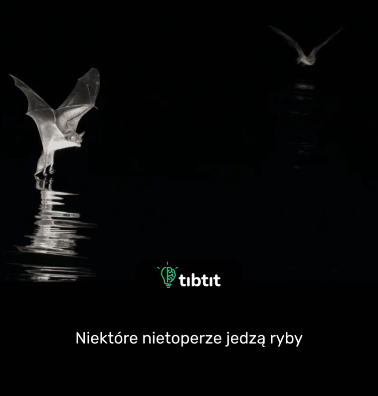 Niektóre nietoperze jedzą ryby