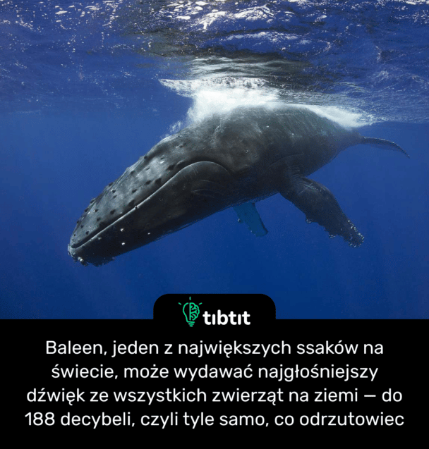 Baleen, jeden z największych ssaków na świecie, może wydawać najgłośniejszy dźwięk ze wszystkich zwierząt na ziemi — do 188 decybeli, czyli tyle samo, co odrzutowiec