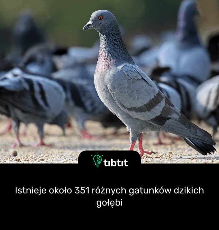 Istnieje około 351 różnych gatunków dzikich gołębi