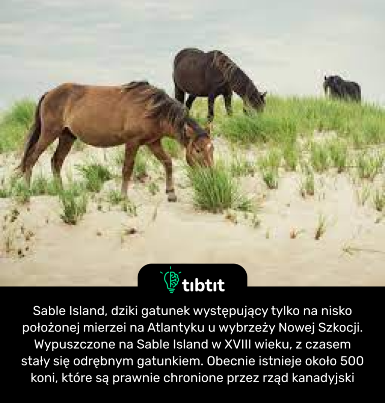 Sable Island, dziki gatunek występujący tylko na nisko położonej mierzei na Atlantyku u wybrzeży Nowej Szkocji. Wypuszczone na Sable Island w XVIII wieku, z czasem stały się odrębnym gatunkiem. Obecnie istnieje około 500 koni, które są prawnie chronione przez rząd kanadyjski.