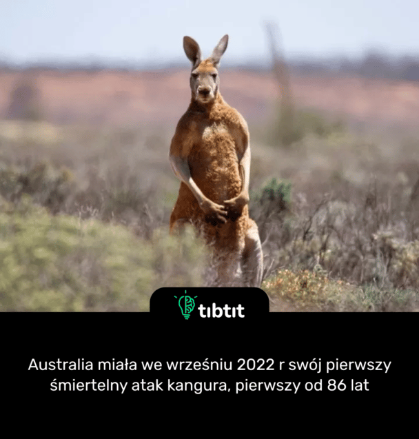 Australia miała we wrześniu 2022 r swój pierwszy śmiertelny atak kangura, pierwszy od 86 lat