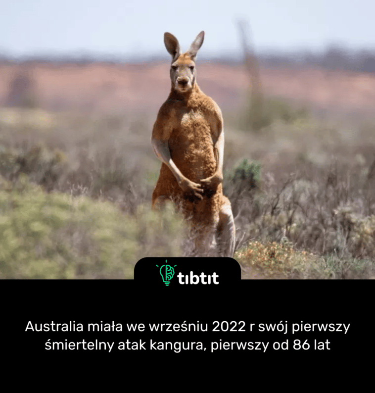Australia miała we wrześniu 2022 r swój pierwszy śmiertelny atak kangura, pierwszy od 86 lat
