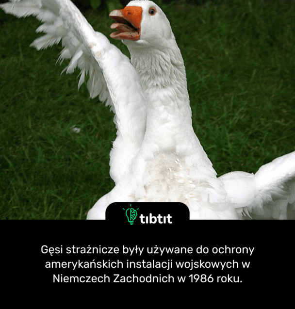 Gęsi strażnicze były używane do ochrony amerykańskich instalacji wojskowych w Niemczech Zachodnich w 1986 roku
