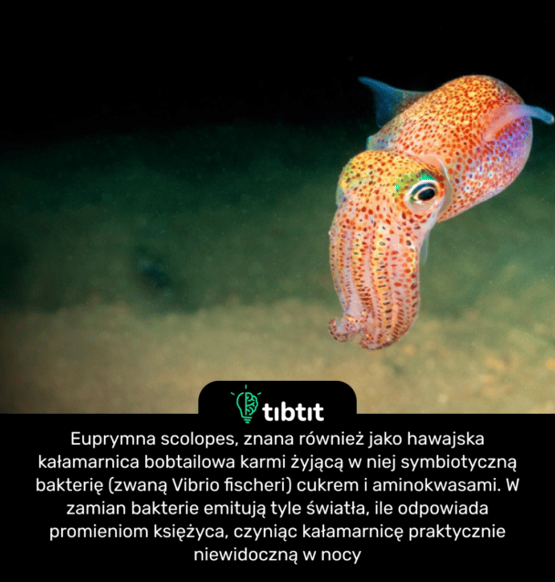 Euprymna scolopes, znana również jako hawajska kałamarnica bobtailowa karmi żyjącą w niej symbiotyczną bakterię (zwaną Vibrio fischeri) cukrem i aminokwasami. W zamian bakterie emitują tyle światła, ile odpowiada promieniom księżyca, czyniąc kałamarnicę praktycznie niewidoczną w nocy