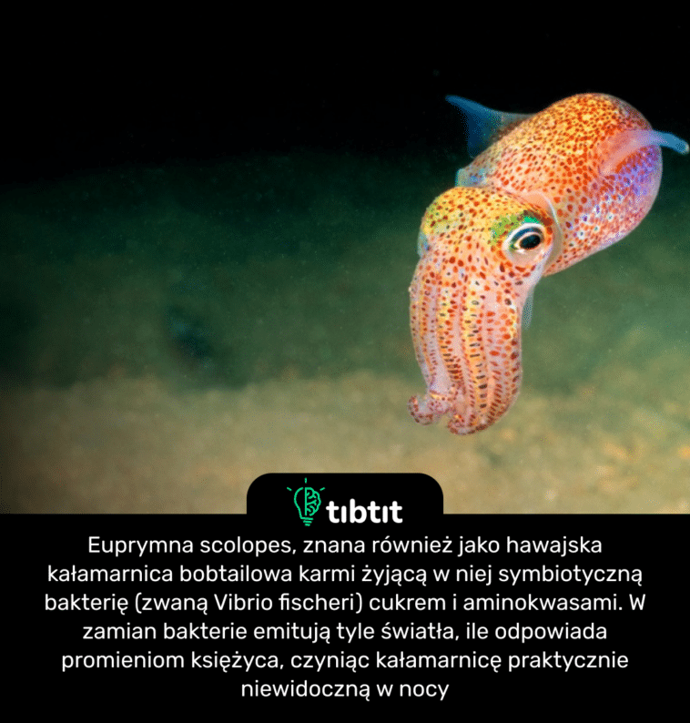 Euprymna scolopes, znana również jako hawajska kałamarnica bobtailowa karmi żyjącą w niej symbiotyczną bakterię (zwaną Vibrio fischeri) cukrem i aminokwasami. W zamian bakterie emitują tyle światła, ile odpowiada promieniom księżyca, czyniąc kałamarnicę praktycznie niewidoczną w nocy