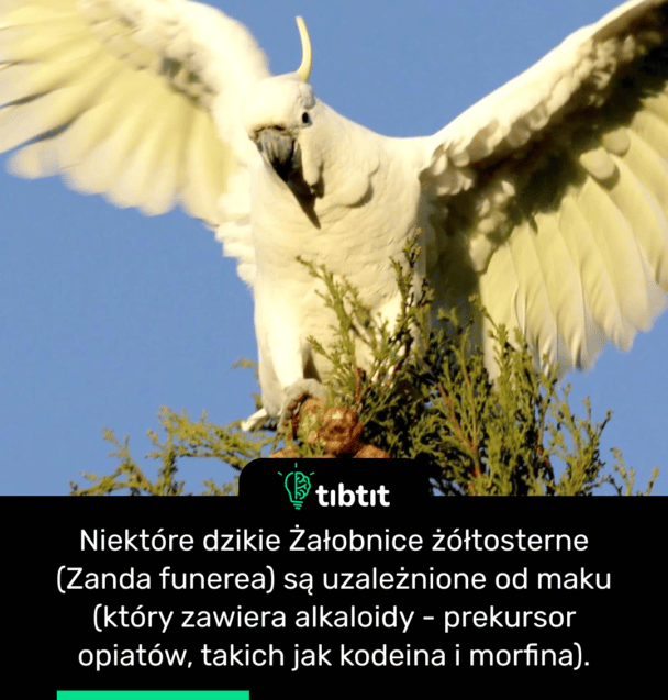 Niektóre dzikie Żałobnice żółtosterne (Zanda funerea) są uzależnione od maku (który zawiera alkaloidy - prekursor opiatów, takich jak kodeina i morfina).