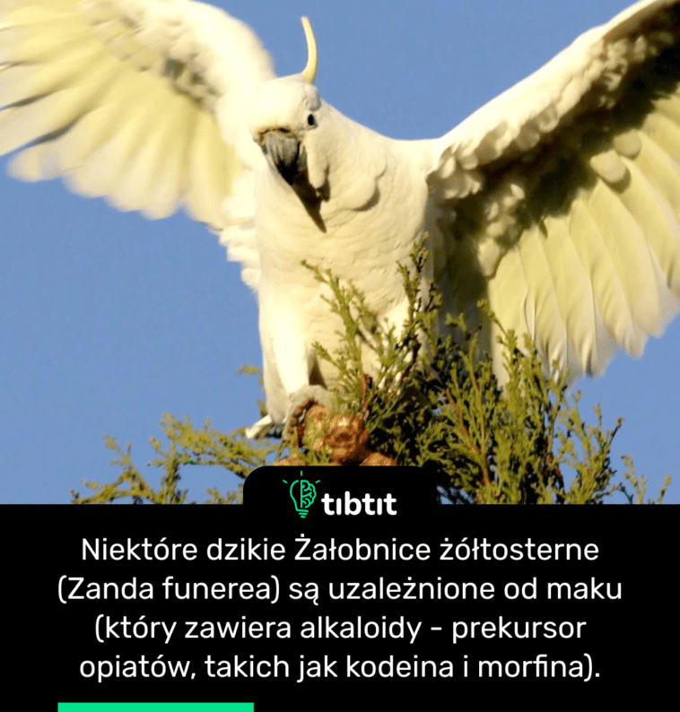 Niektóre dzikie Żałobnice żółtosterne (Zanda funerea) są uzależnione od maku (który zawiera alkaloidy - prekursor opiatów, takich jak kodeina i morfina).