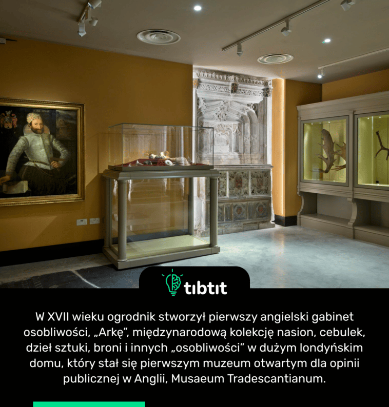W XVII wieku ogrodnik stworzył pierwszy angielski gabinet osobliwości, „Arkę”, międzynarodową kolekcję nasion, cebulek, dzieł sztuki, broni i innych „osobliwości” w dużym londyńskim domu, który stał się pierwszym muzeum otwartym dla opinii publicznej w Anglii, Musaeum Tradescantianum.