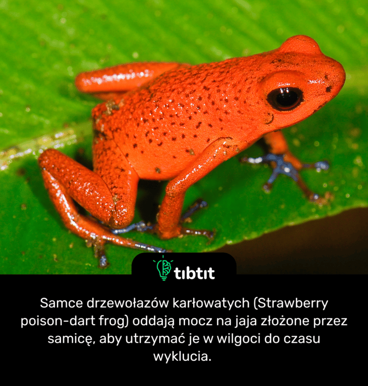 Samce drzewołazów karłowatych (Strawberry poison-dart frog) oddają mocz na jaja złożone przez samicę, aby utrzymać je w wilgoci do czasu wyklucia.