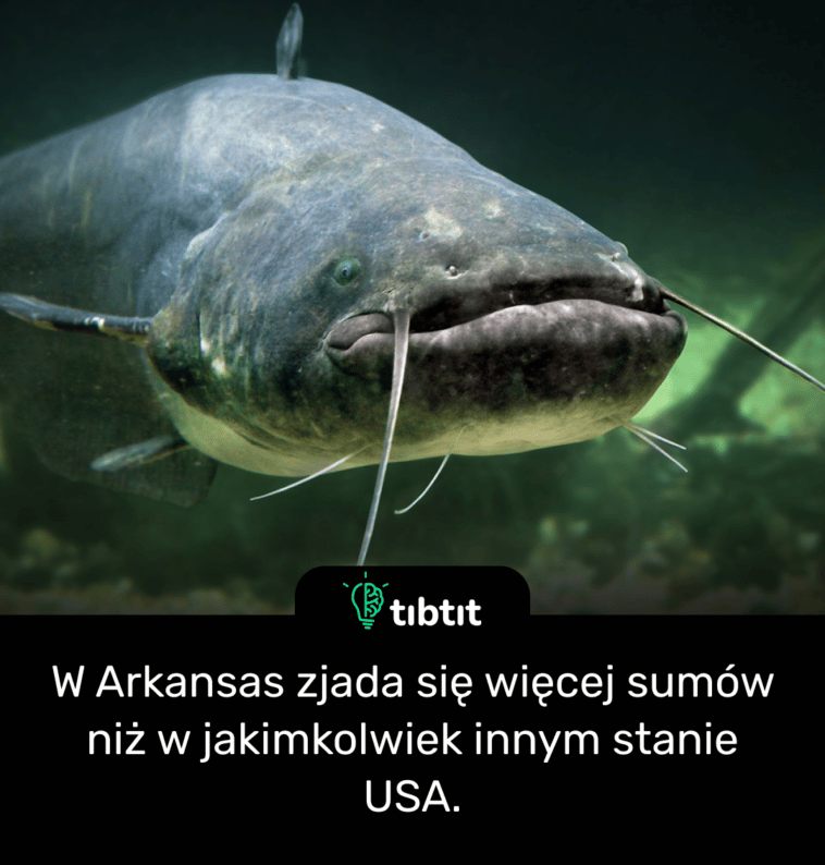 W Arkansas zjada się więcej sumów niż w jakimkolwiek innym stanie USA.
